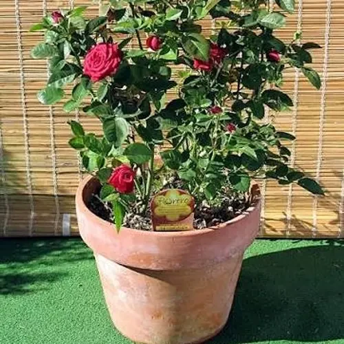 Garden Flower Pot